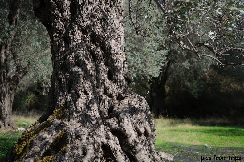 olive tree2010d18c101.jpg